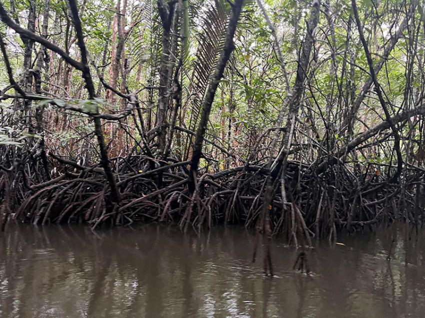 One of the most exciting experiences here is the Mangrove Discovery Tour across the mangrove jungle