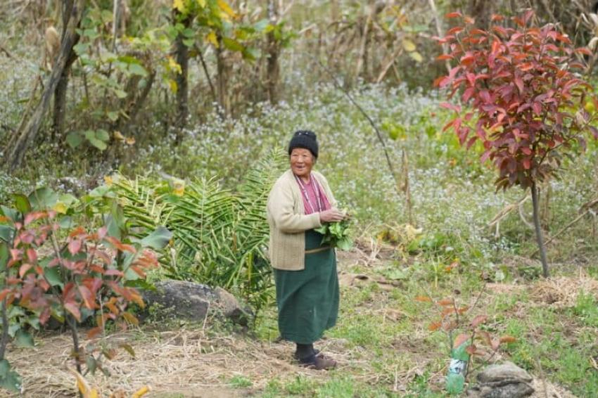 Since the Monpa cuisine relies on ingredients foraged from the forests, the forests have to remain for the food items to be preserved. Image by Surajit Sharma.