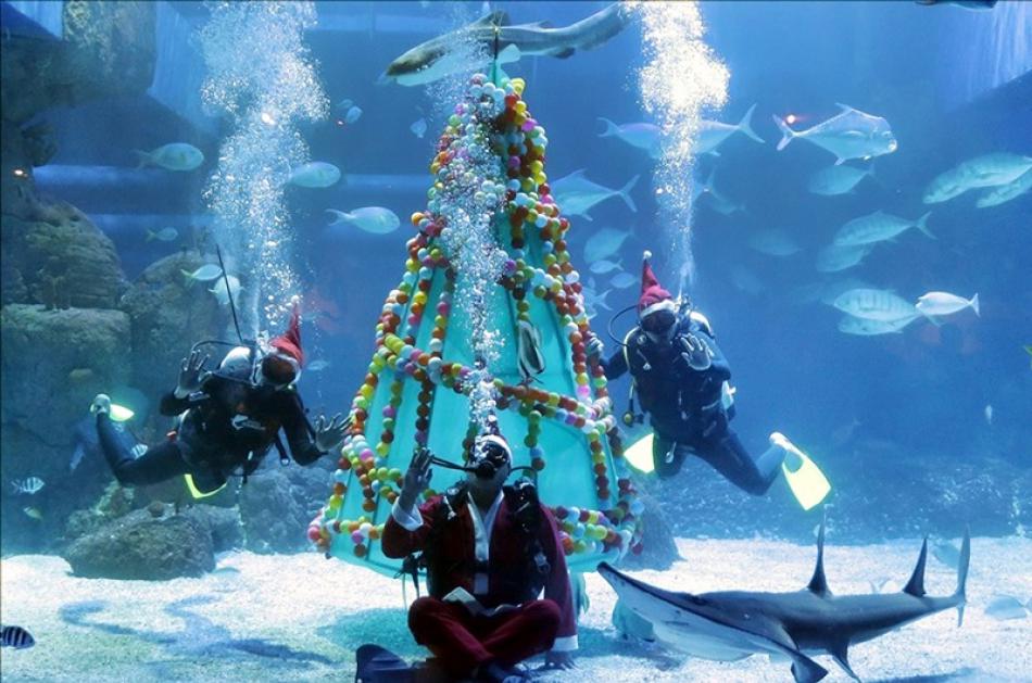 Images of the Day : Chiristmas celebrations at the Aquarium, in Jakarta, Indonesia
