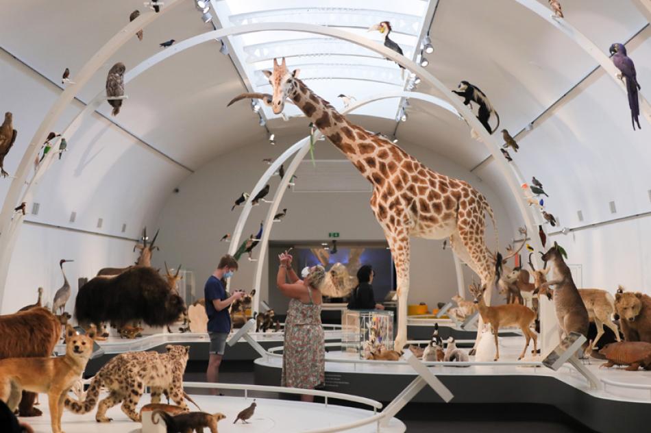 Images of the Day:People take photos of the exhibits at the Museum of Royal Belgian Institute of Natural Sciences in Brussels