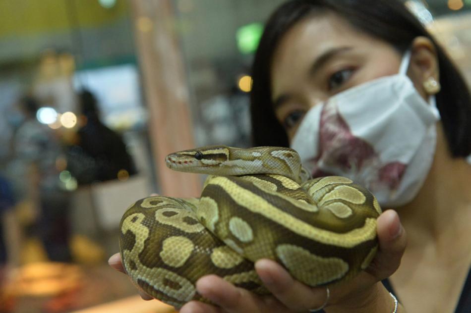 Images of the Day:Woman holds Ball python during Pet Expo Thailand 2020 in Bangkok