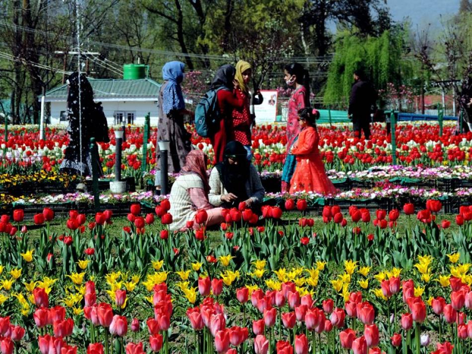 Tulip Festival in Kashmir NotInTown