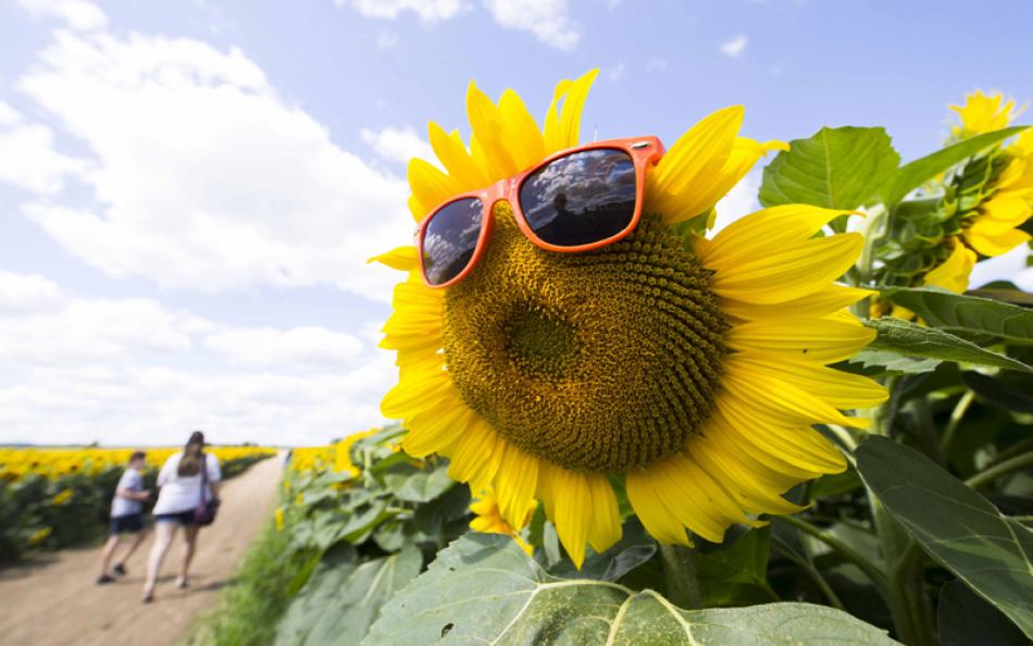 View of a sunflower with sunglasses at Davis Family Farm in Canada's Ontario