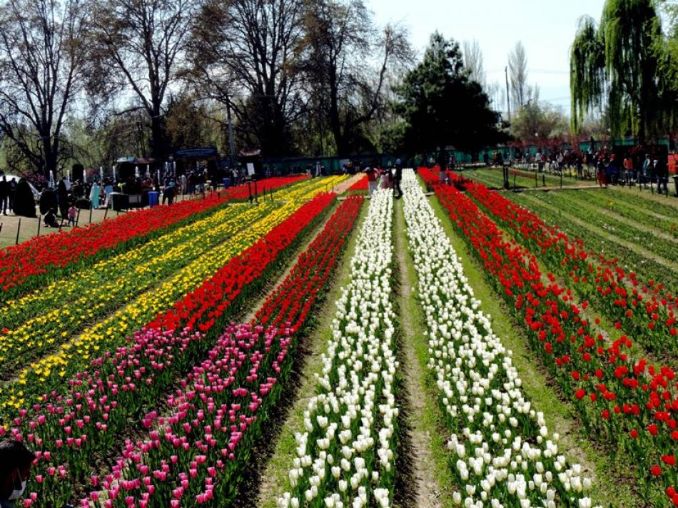Tulip Festival in Kashmir