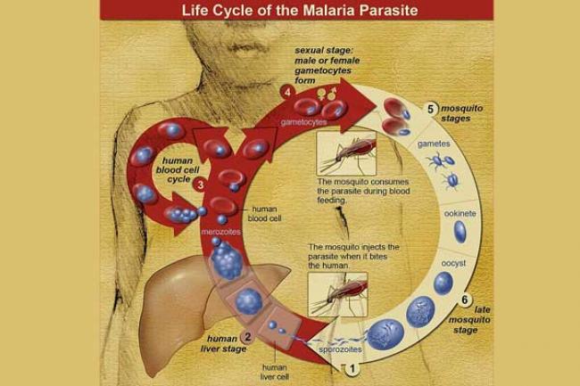 Drug resistant malaria is a major problem in SE Asia : Expert