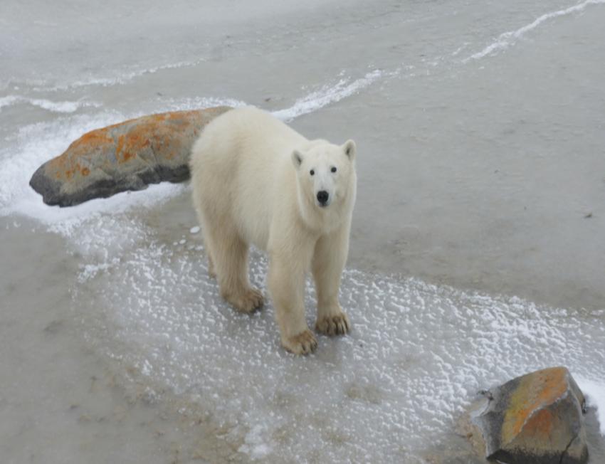 Polar Bears International honours conservation heroes with Ice Bear Award