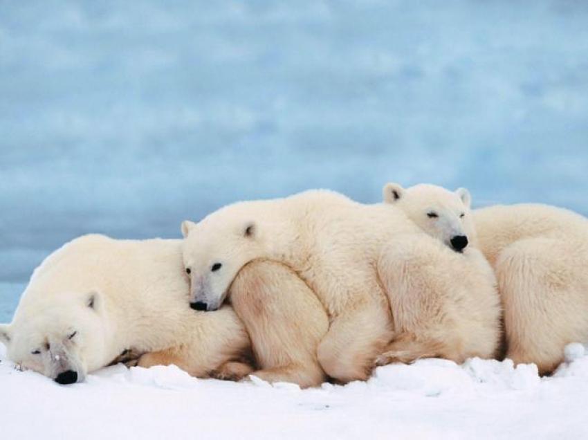 Vanishing ice boost to polar bear tourism in Alaska
