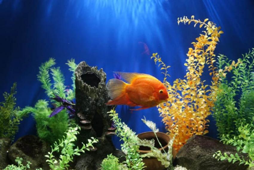 Have you seen these 8 popular aquariums of India?
