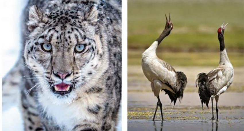 UT of Ladakh identifies its state animal and bird