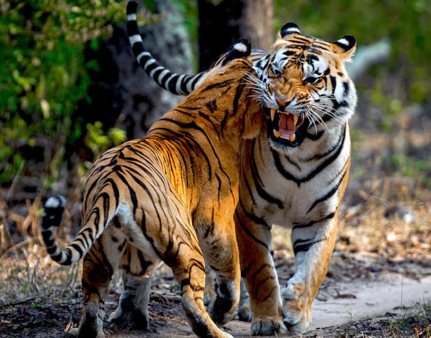 Storytelling by locals makes Madhya Pradesh tiger safaris more interesting: MP Tourism