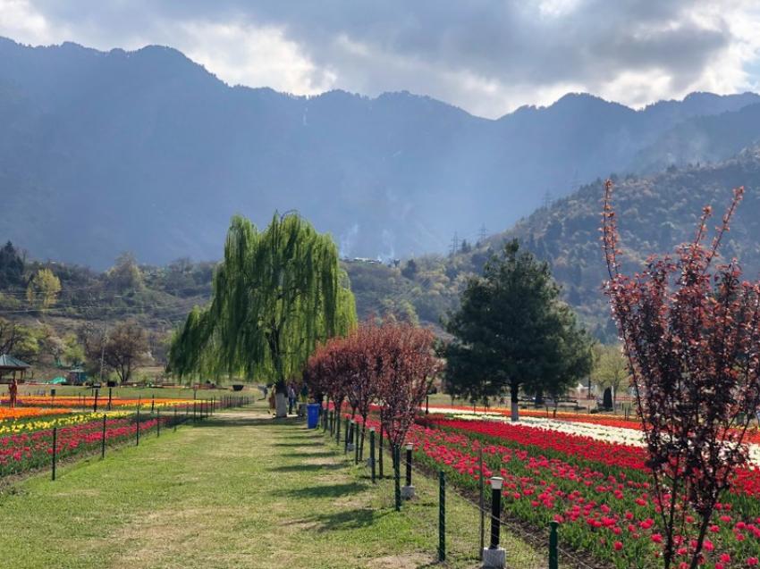 Asia's largest tulip garden in Srinagar attracts record visitors; expected to beat earlier records