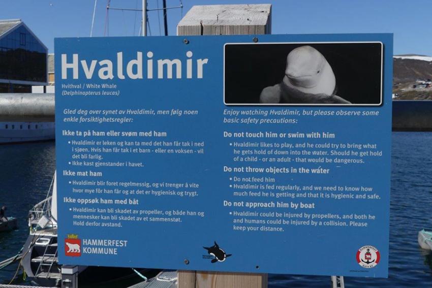 Sign at Hammerfest Harbour in Norwegian and English warning against interfering with Hvaldimir. Photo courtesy: DiFronzo / Wikipedia Creative Commons