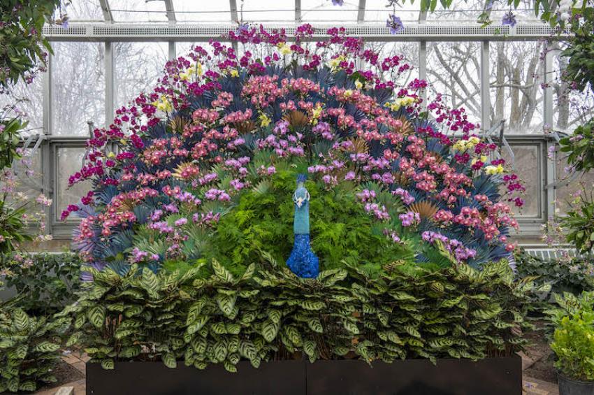 Take a vibrant journey at Chicago's 'The Orchid Show: India Blooms'