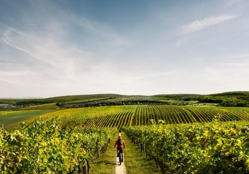 The region of South Moravia is increasingly attracting repeat visitors. Photo: Czech Tourism